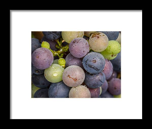 Grape Framed Print featuring the photograph Variation by Jean Noren
