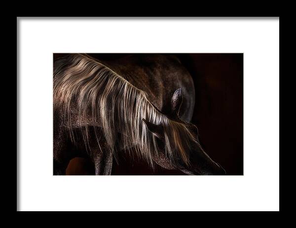 Equine Framed Print featuring the photograph Variations by Pamela Steege