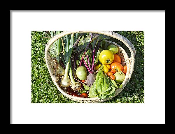 Vegetables Framed Print featuring the photograph Veggie Delight by Traci Cottingham