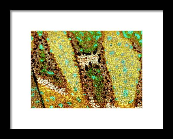Nobody Framed Print featuring the photograph Veiled Chameleon Skin by Nigel Downer