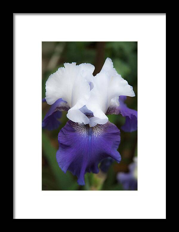 Spring Velvet Purple Iris Flowers Framed Print featuring the photograph Velvet Purple And White Iris Flower Fine Art Photography Print by Jerry Cowart