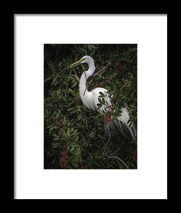 Birds Framed Print featuring the photograph Venice Rookery Egret by Donald Brown