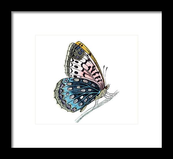 Engraving Framed Print featuring the digital art Venus Fritillary Butterfly by Andrew howe