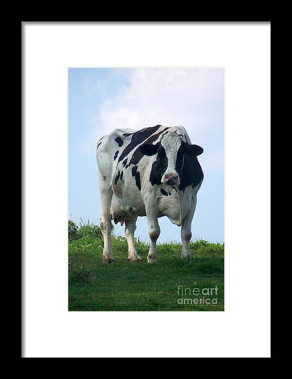 Cows Framed Print featuring the photograph Vermont Dairy Cow by Eunice Miller