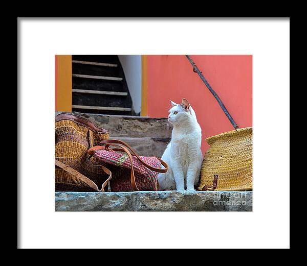 Vernazza Framed Print featuring the photograph Vernazza Shop Cat by Amy Fearn