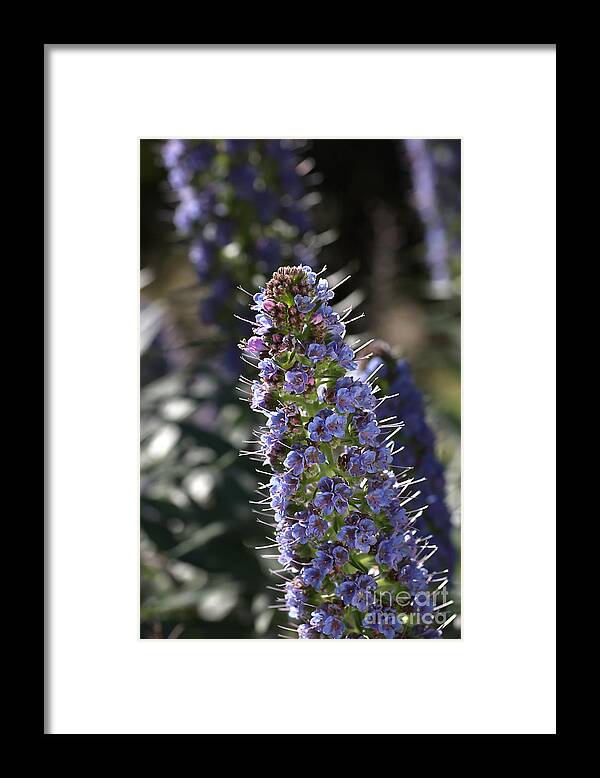 Blue Veronica Framed Print featuring the photograph Veronica Blue by Joy Watson