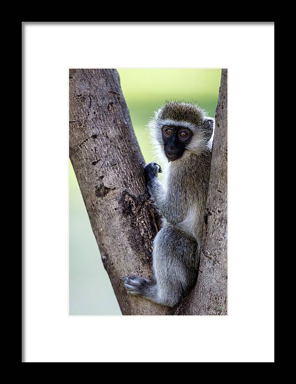 Kenya Framed Print featuring the photograph Vervet Monkey Sitting On A Tree by Manoj Shah