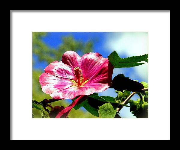 Pink Framed Print featuring the photograph Very Pink by Jerry Cahill