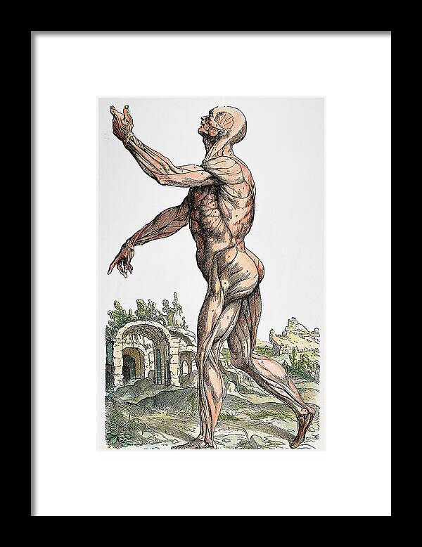 1543 Framed Print featuring the photograph Vesalius: Muscles 02, 1543 by Granger