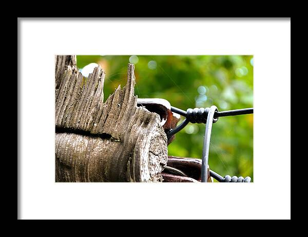 Abstract Framed Print featuring the photograph Veteran Timber by Laureen Murtha Menzl
