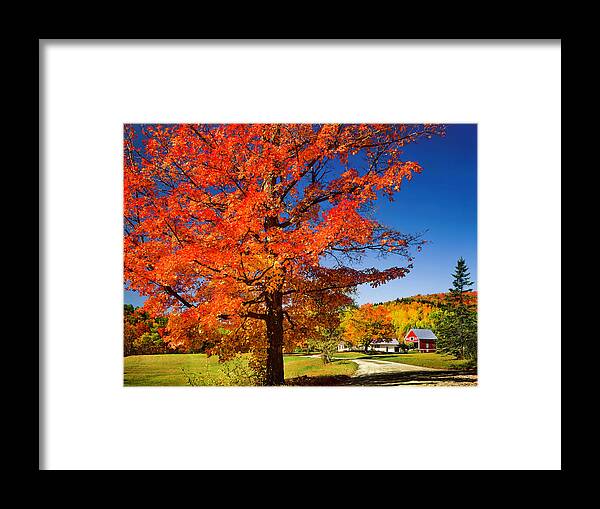 Scenics Framed Print featuring the photograph Vibrant Autumn Maple Tree, Country Road by Dszc