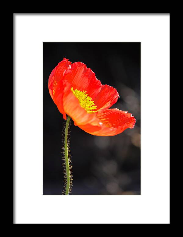 Poppy Framed Print featuring the photograph Vibrant Beauty by Deb Halloran