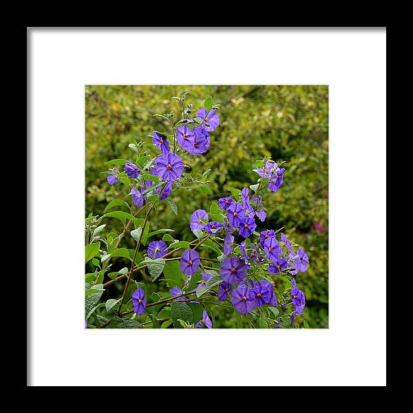 Purple Framed Print featuring the photograph Vibrant Purple Flowers by Carla Parris