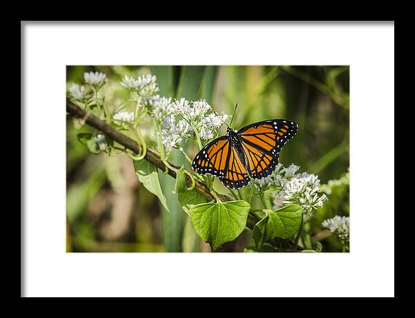 Nature Framed Print featuring the photograph Viceroy Butterfly by Bradley Clay