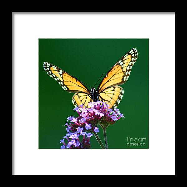 Butterfly Framed Print featuring the photograph Viceroy Butterfly Square by Karen Adams