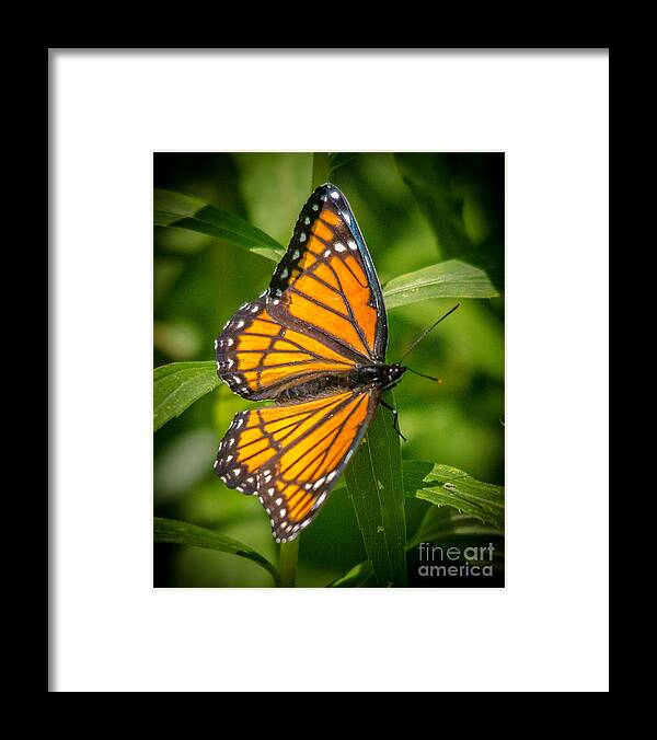 Viceroy Butterfly Framed Print featuring the photograph Viceroy by Cheryl Baxter