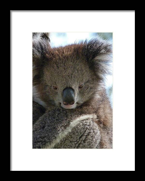 Koala Framed Print featuring the photograph Victorian Koala by Margaret Saheed