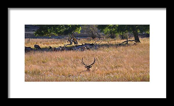 Elk Framed Print featuring the photograph Vigilance by Eric Rundle