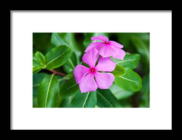 Donna Proctor Framed Print featuring the photograph Vinca For Two by Donna Proctor