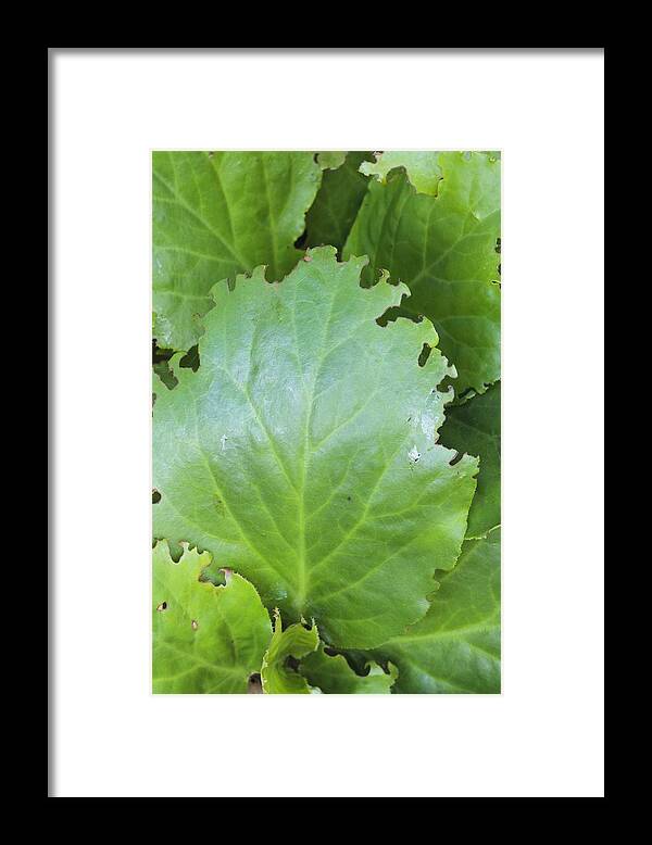 Bergenia Leaf Framed Print featuring the photograph Vine weevil damage by Science Photo Library