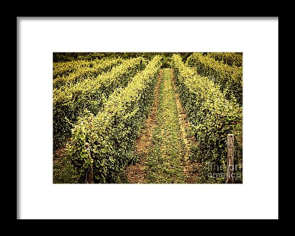 Vineyard Framed Print featuring the photograph Vines growing in vineyard by Elena Elisseeva