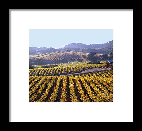 Harvest Framed Print featuring the photograph 6B6386-Vineyard in Autumn by Ed Cooper Photography