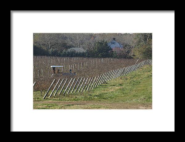 Vineyard Framed Print featuring the photograph Vineyard Southold New York by Bob Savage