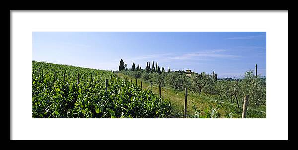 Photography Framed Print featuring the photograph Vineyard, Tuscany, Italy by Panoramic Images