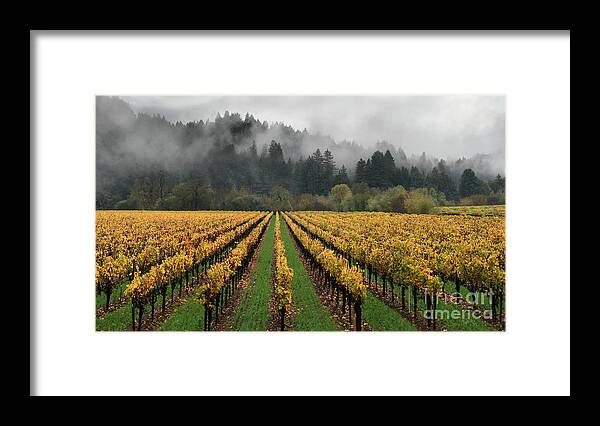 Russian River Wine Country Framed Print featuring the photograph Vineyard Russian River Wine Country Sonoma County California by Wernher Krutein