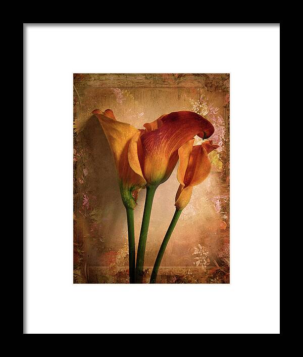 Flower Framed Print featuring the photograph Vintage Calla Lily by Jessica Jenney