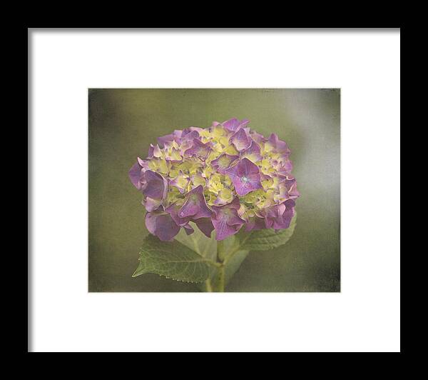 Floral Framed Print featuring the photograph Vintage Hydrangea by Angie Vogel