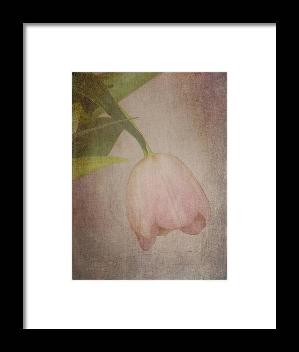 Tulip Framed Print featuring the photograph Vintage Tulip by Lynn Bolt