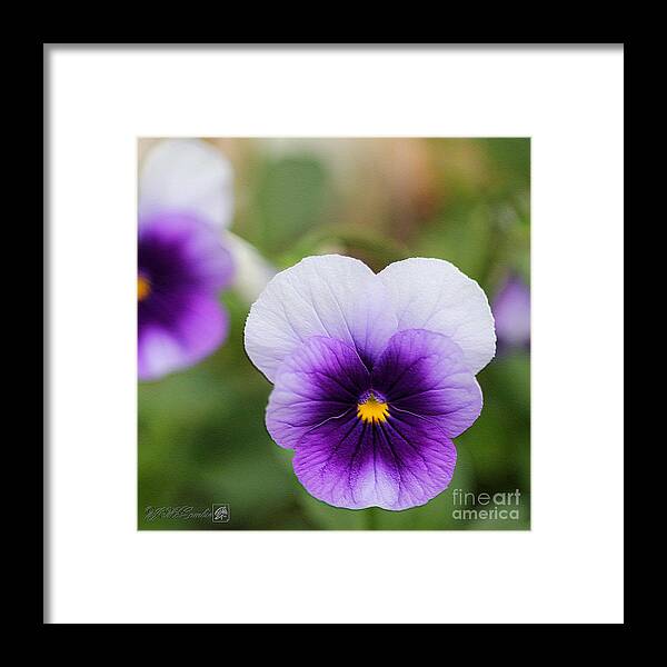 Mccombie Framed Print featuring the photograph Viola named Sorbet Violet Beacon by J McCombie