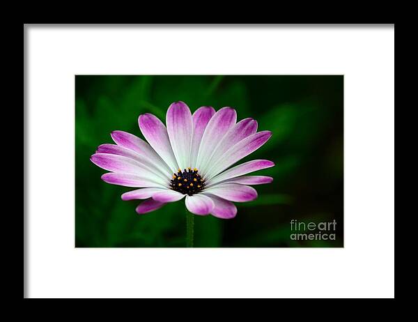 Bloom Framed Print featuring the photograph Violet and white flower petals with yellow stamens blossoms by Imran Ahmed