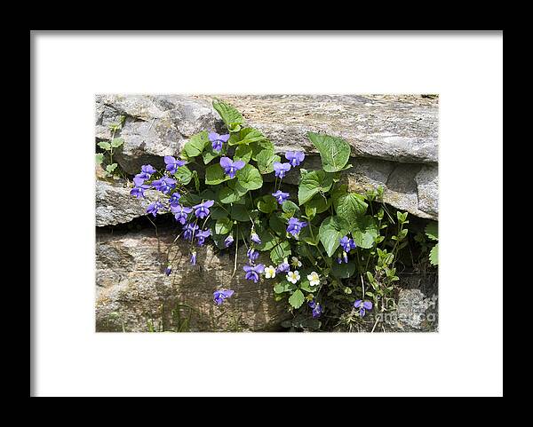 Violets Framed Print featuring the photograph Violets and Wild Strawberries by John Greco