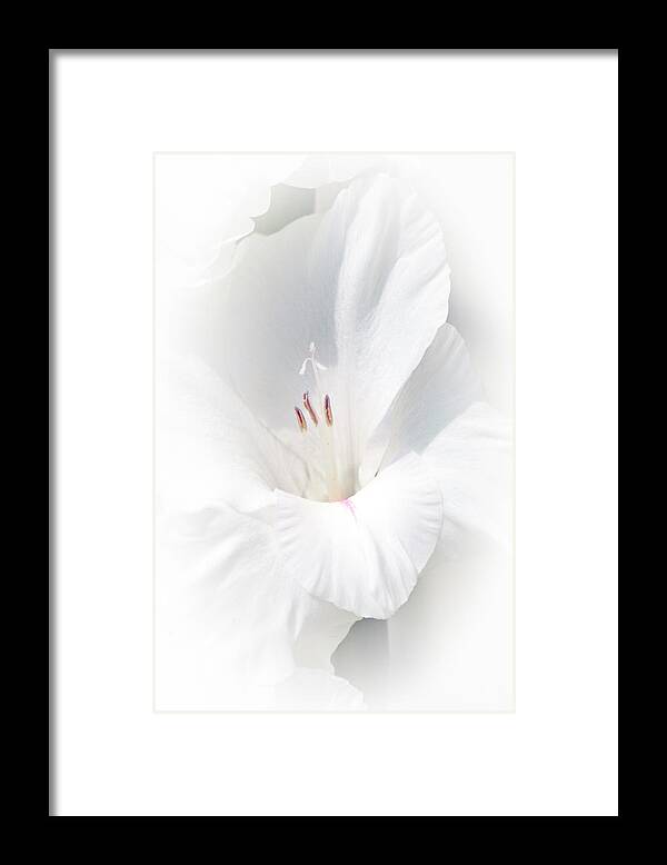 Gladiola Framed Print featuring the photograph Virginity by David Armstrong