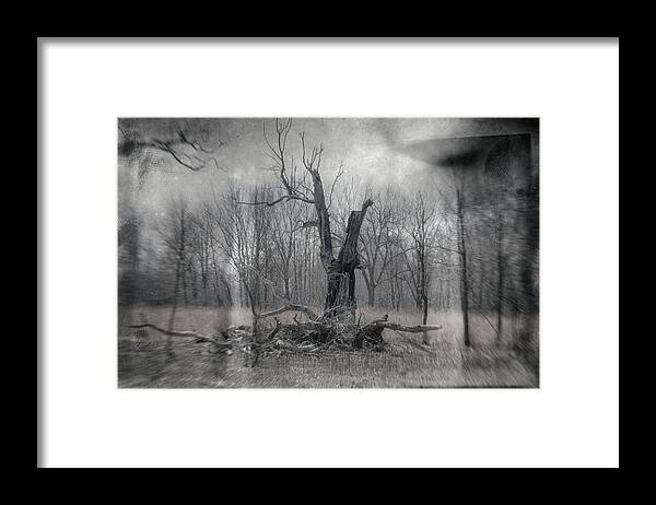 Black & White Framed Print featuring the photograph Visitor In The Woods by Jim Shackett