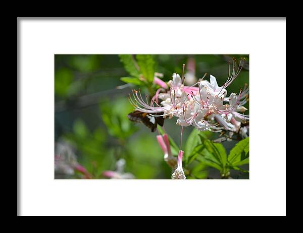 Moth Framed Print featuring the photograph Visitor by Tara Potts