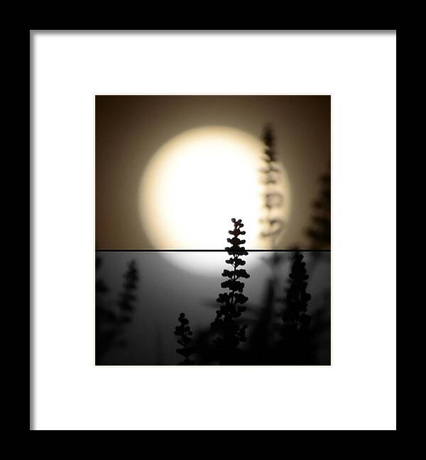 Moon Framed Print featuring the photograph Vitex Moon by Charlotte Schafer