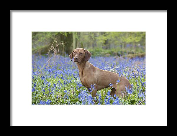Dog Framed Print featuring the photograph Vizsla In Bluebells by John Daniels