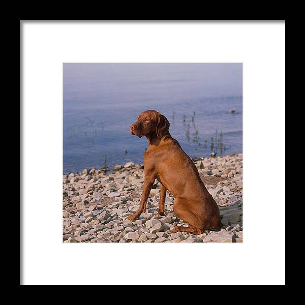 Animal Framed Print featuring the photograph Vizsla by Jeanne White