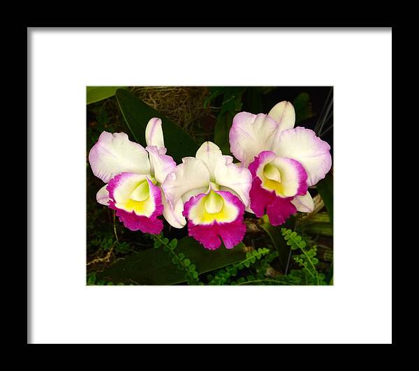 Phalaenopsis Framed Print featuring the photograph Cattleya Orchid by Richard Bryce and Family
