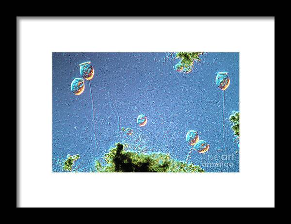 Light Micrograph Framed Print featuring the photograph Vorticella by Perennou Nuridsany
