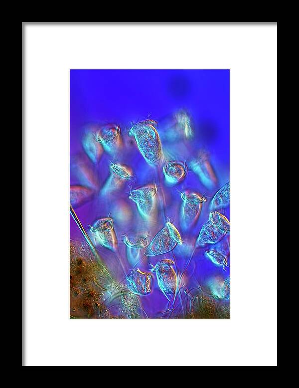 Aquatic Framed Print featuring the photograph Vorticella Protozoa by Frank Fox