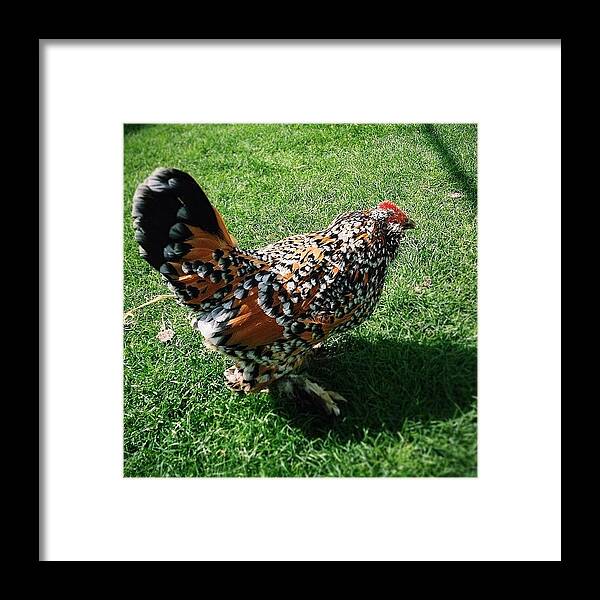 Summer Framed Print featuring the photograph #vscocam #vsco #chicken #bird #avery by Kaeman Graham