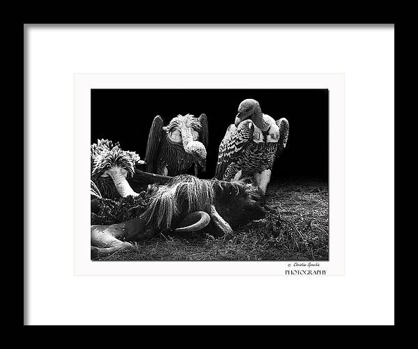 Vulture Framed Print featuring the photograph Vulture by Christine Sponchia