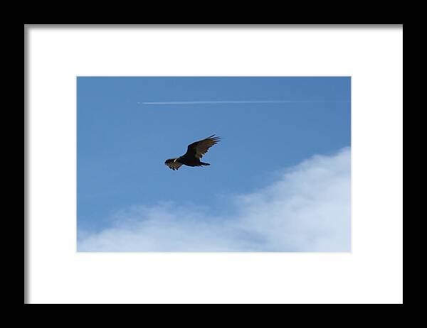Vulture Framed Print featuring the photograph Vulture Vs Jet by Ric Bascobert