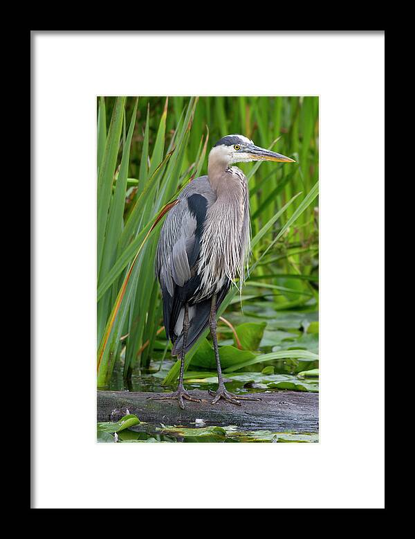 Animal Framed Print featuring the photograph Wa, Juanita Bay Wetland, Great Blue by Jamie and Judy Wild