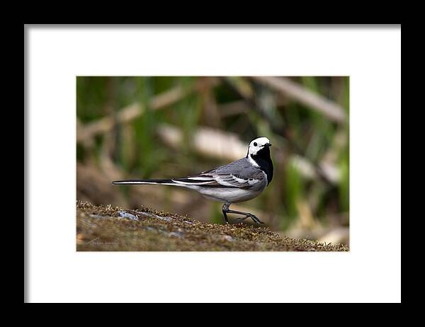 Wagtail's Step Framed Print featuring the photograph Wagtail's step by Torbjorn Swenelius