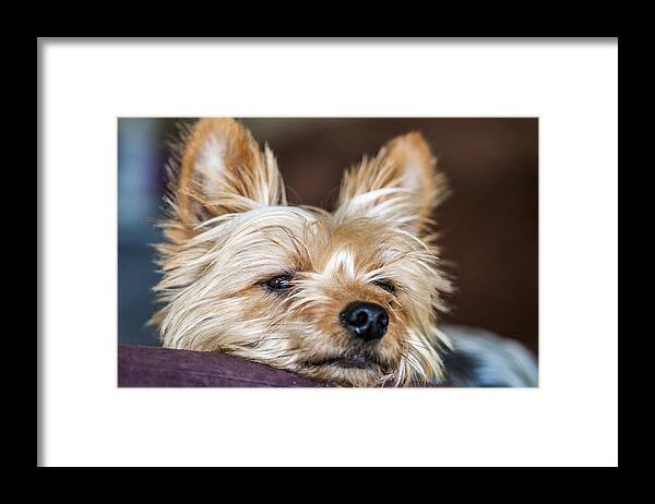 Dog Framed Print featuring the photograph Waiting For Daddy by Cathy Kovarik